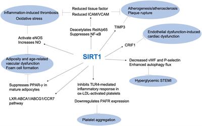 SIRT1 and thrombosis